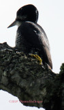 Profile of a Black backed Woodpecker