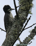 Black-backed Woodpecker