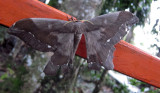Peruvian Moth on a handrail