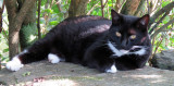 Rosies Spot under the Lilac