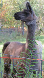 This LLama is watching over the alpacas...