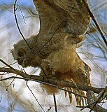 Immature Great Horned Owl Flapping