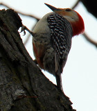 Red Bellied Woodpecker in Archies Maple