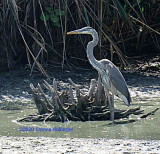 Great Blue Heron