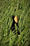 Bobolinks are nesting in an Unmown Field!