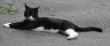 CATS
