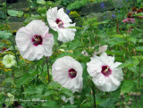Four Hibiscus Flowers Blooming