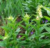 Foxglove under my Apple Tree