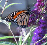 Monarchs have been flying even now