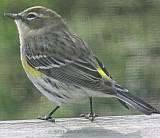 Yellow Rumped Warblers coming down from the North!