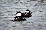 Two Hooded Mergansers