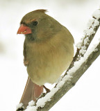 Cold Cardinal (female)