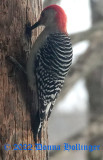 RedBellied Woodpecker Drilling a hole