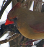 Female Cardinal Closeup