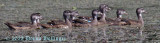 9 Wooducklings at Allens Cove