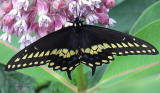Papilio Xylene on Milkweed