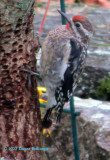 Male Immature Sapsucker