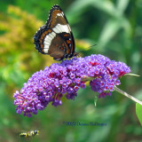 Black Spotted Purple from last years Butterfly Bush!