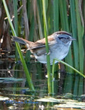 It is a swamp sparrow!