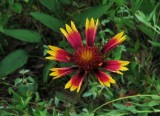 Gaillardia pulchella