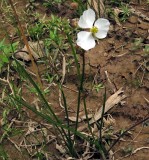 Sagittaria papillosa