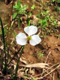 Sagittaria papillosa