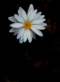 Sanguinaria canadensis