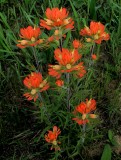 Castilleja coccinea