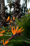 Madeira