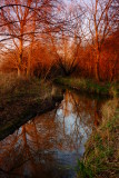 Late  afternoon colour .