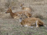 Spotted deer resting during the heat of the day