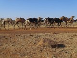 Camels on the march