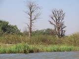 Baby baobab trees