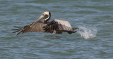 Pélican brun - 0V3A9700 - Brown Pelican