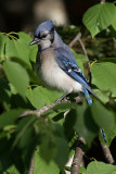 Geai bleu --- 0V3A0295 --- Blue Jay