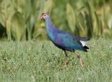 Talve sultane - 0V3A7540 - Purple Swamphen