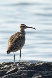 Courlis corlieu --- E5H8023 --- Whimbrel