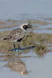 Pluvier argenté --- 0V3A5056 --- Blackbellied Plover