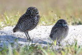 Chouette des terriers --- 0V3A1002 --- Burrowing Owl