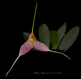 Masdevallia decumana