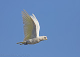 Little Corella (Cacatua sanguinea)