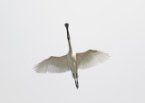 Royal Spoonbill (Platelea regia)