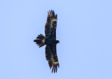Wedge-tailed Eagle (Aquila audax)
