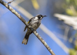 New Holland Honeyeater (Phylidonyris novaehollandiae)