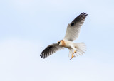 Black-shouldered Kite (Elanus axillaris)