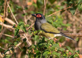 Australasian Figbird (Sphecotheres vieilloti)