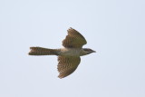 Pacific Koel (Eudynamys orientalis cyanocephalus)