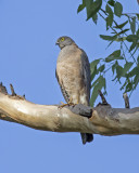 Collared Sparrowhawk (Accipiter cirrhocephalus)