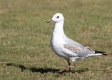 Silver Gull (Croicocephalus novaehollandiae)