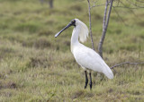 Royal Spoonbill (Platelea regia)